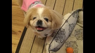 Rover Pet Sitting Maggie the Pekingese [upl. by Magnusson935]