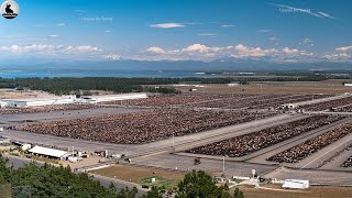 La Granja De Vacuno Más Grande De Canadá ¿Cómo Se Crían 4 Millones De Vacas  Técnicas De Vacas [upl. by Coy]