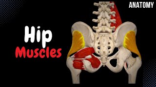 Muscles of the Hip Groups Origin Insertion Function [upl. by Lipscomb]