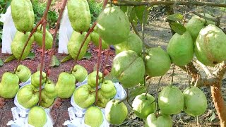 Guava tree grafting techniques grafting fruit trees [upl. by Adiana109]