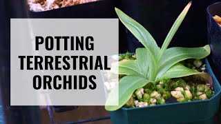 Potting Terrestrial Orchids  Habenaria Ponerorchis Nervilia and Corybas  ORCHID CARE [upl. by Annocahs]