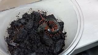 Scolopendra subspinipes mutilans feed video [upl. by Eilata]