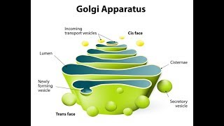 تبسيط عملية الكليكوليزازيون المعقدة AGolgi OGlycosylation [upl. by Bodwell]