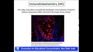 Antigen  Antibody Interactions Principles and Applications [upl. by Adnolohs]