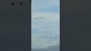 Geese flying over Tophill Low reservoir D [upl. by Edlin567]