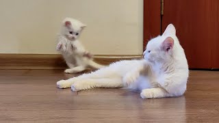 Mother cat and her beloved white kitten White kitten plays with mother cat [upl. by Anaeli]