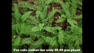 Evergreen Christmas Fern Plants [upl. by Gisele186]