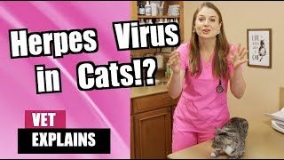 Is it Contagious to humans Feline Herpes Virus in Cats  Veterinarian Explains [upl. by Born]