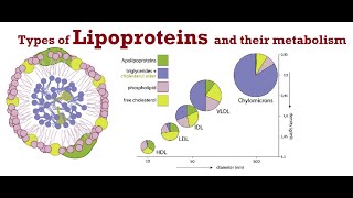 Lipoproteins Lecture 1 Types of Lipoproteins and their metabolism [upl. by Kan424]