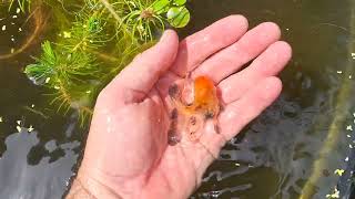 Breeding Swordtails in outdoor ponds [upl. by Orlanta]