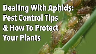 Dealing With Aphids Pest Control Tips amp How To Protect Your Plants [upl. by Nostaw]