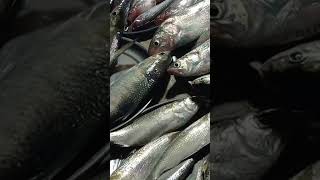 amazing podma mixed river fish market fishinglife fish bdfish [upl. by Sterling]