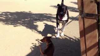 Little Dog Terrorizes Big Dog at the Dog Park II [upl. by Airebma]