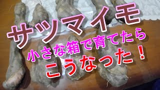 サツマイモを 小さな箱で育てたら こうなった！This is what happened when I grew sweet potatoes in a small box [upl. by Aralk]