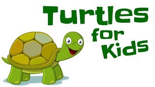 Turtles for Kids [upl. by Arlyn]