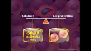 Introduction to Cancer Biology Part 2 Loss of Apoptosis [upl. by Tanny]