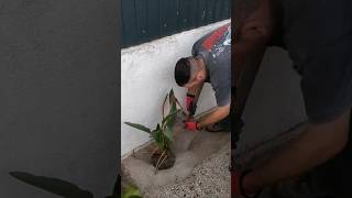 Planting Strelitzia ⚱️🌿➡️🕳️ Garden Shrubs Plantation 🏡 [upl. by Pernick]