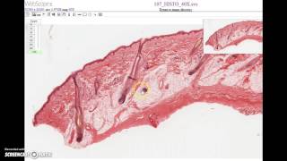 Integumentary System Histology [upl. by Brick496]