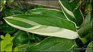 Variegated Arrow Root Maranta Arundinacea plant about to go in dormancy Do not worry [upl. by Teuton]