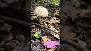 Foraging for Mushrooms in the Forest foraging mushrooms forest [upl. by Huppert]