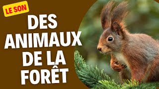 Apprendre en samusant  Les sons des animaux de la forêt pour les enfants [upl. by Nosoj324]