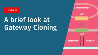 A Brief Look at Gateway Cloning [upl. by Lanrev]