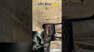 दुनिया का सबसे बड़ा सांप Titanoboa snake​ biggestsnake​ amazonforestfacts​ amazon​ forest​ [upl. by Eanert214]