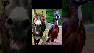 This is the real sound of animals shorts animals viral [upl. by Ialokin42]