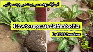 How to propagate Dieffenbachia By separation Method Grow so quickly with This Technique [upl. by Nosiddam]