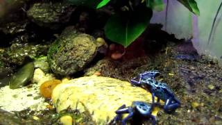 dendrobates azureus [upl. by Georgi]