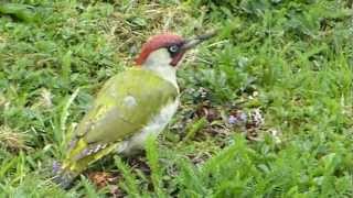 Grünspecht  Grasspecht  Erdspecht Picus viridis wwwTierportraetch [upl. by Rauch]