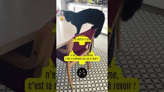 A table  Jai faim  chat cat funny animaux barf catlover [upl. by Adnawyek452]