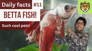 Daily Animal Facts 11 Betta fish Such cool pets [upl. by Hamilah]