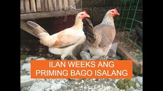 Sabong tips ILAN WEEKS ANG PRIMING BAGO ISALANG [upl. by Tupler]