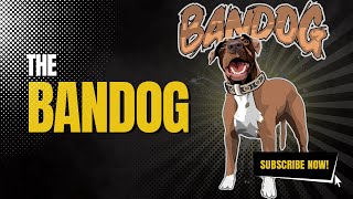 What Is The Bandog [upl. by Adikam]