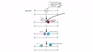 USMLE Step 1 Molecular Biology  DNA Repair [upl. by Htebasyle]