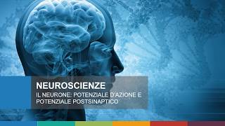 Il neurone potenziale dazione e potenziali postsinaptici [upl. by Hun]