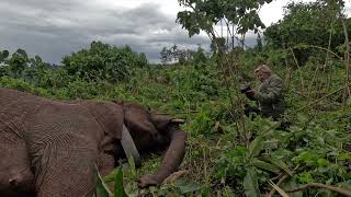 Mounrt Elgon  Cave Elephant Darting [upl. by Adran]