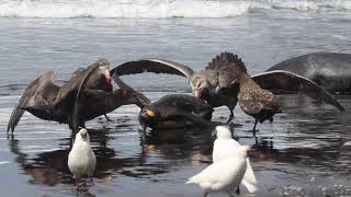 Giant Petrel Pins Down and Pecks King Penguin as Others Join Eating It Alive [upl. by Haziza]