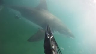 College Student Survives a Charging Shark By Stabbing It With Spear Gun [upl. by Ahsinod440]