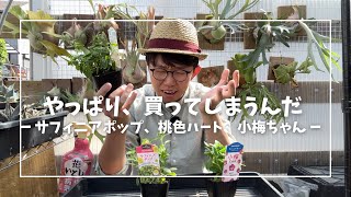 【サフィニア】買わないと決めたのに買っちゃうのはなぜ？植え付け、切り戻しを楽しむ サフィニアポップ 小梅ちゃん 桃色ハート [upl. by Aikam]