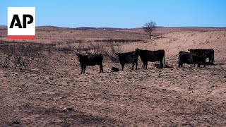 Texas Panhandle ranchers remove dead cattle killed by wildfires [upl. by Jael766]