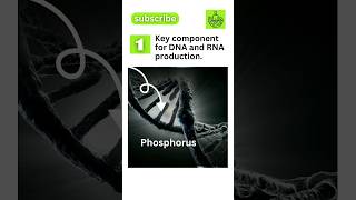 Phosphorus Functions shorts healthtips [upl. by Rasecoiluj]