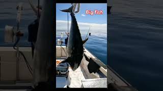 Big fish like pro shortvideo fishing bigfish fishfishingvideo [upl. by Nayllij]