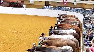 APPALOOSA YOUTH NATIONALS  OKLAHOMA CITY [upl. by Lednic]