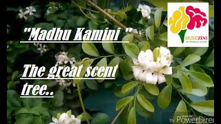 Madhu Kamini  A great scent treein Tamil [upl. by Leif]