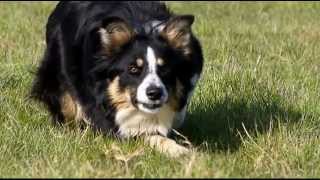 Border Collie en apprentissage au troupeau [upl. by Sinnard]