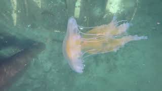 Four types of Jellies seen in Porpoise Bay  Sechelt BC 042124 [upl. by Gabriella]