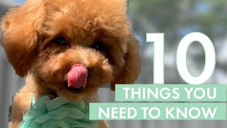 TOY POODLE PUPPY  10 Things you need to know before getting one [upl. by Munro]