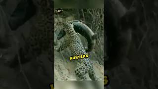 Animals That Can Kill A Crocodile In A Fight Interesting facts that most dont know 1 minute animals [upl. by Mazlack]